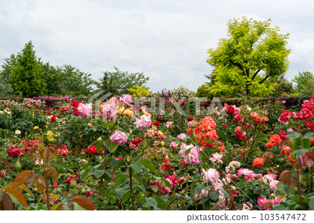 Rose garden in full bloom after rain Rose garden in full bloom after rain 103547472