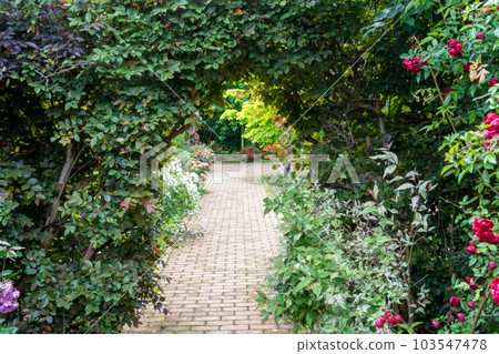 Tunnel of leaves in the garden (side) Tunnel of leaves in the garden (side) 103547478