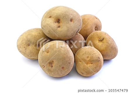 Potato (Kita Kamui) Potato (Kita Kamui) 103547479