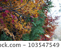 tree trunk 103547549