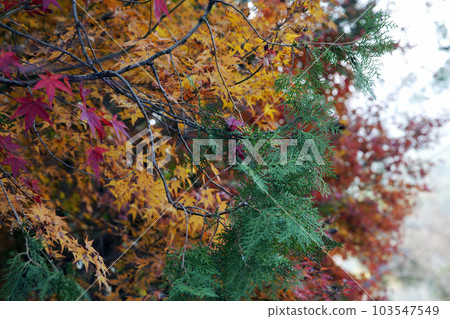 tree trunk tree trunk 103547549