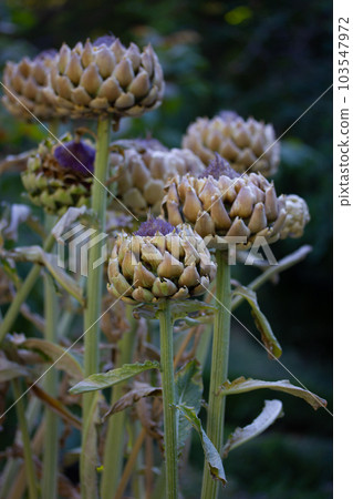 Artichoke is a perennial vegetable of the Artichoke genus of the Asteraceae family. The unopened buds of a green plant are edible, a delicacy vegetable. Growing artichokes in home organic garden, farm Artichoke is a perennial vegetable of the Artichoke genus of the Asteraceae family. The unopened buds of a green plant are edible, a delicacy vegetable. Growing artichokes in home organic garden, farm 103547972