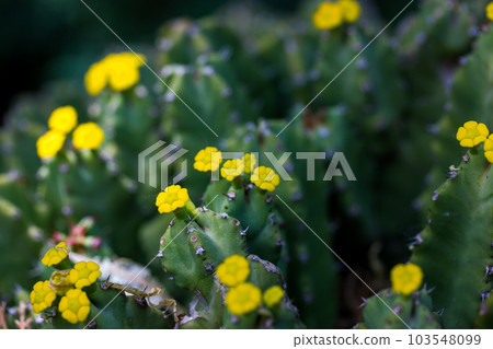 Succulent plant with yellow small flowers on a dark green background. Euphorbia flanaganii, commonly known as Transkei medusa's head, belongs to a family Euphorbiaceae. Euphorbia medusa flower heads. 103548099