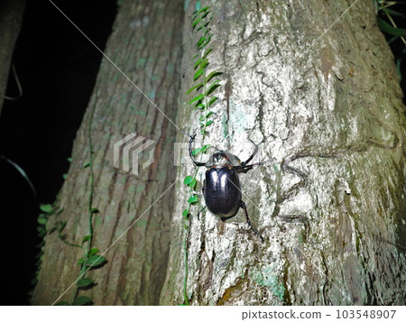Yanbaru Taguchigogane 103548907