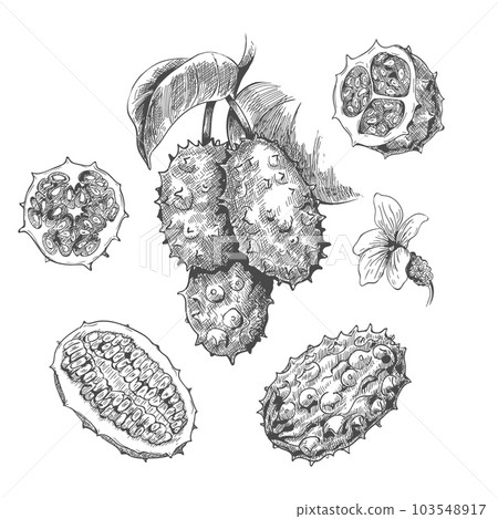 Hand drawn kiwano 103548917
