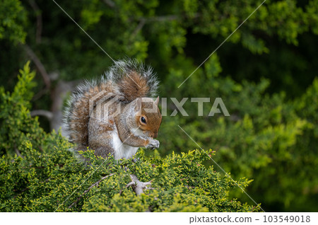 A squirrel sitting in a tree. Squirrel facing half right with paws in front. Grey Squirrel (Sciurus carolinensis) in Beckenham, Kent, UK. Landscape image A squirrel sitting in a tree. Squirrel facing half right with paws in front. Grey Squirrel (Sciurus carolinensis) in Beckenham, Kent, UK. Landscape image 103549018