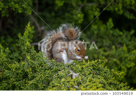 A squirrel sitting in a tree. Squirrel facing half right cleaning its paw. Grey Squirrel (Sciurus carolinensis) in Beckenham, Kent, UK. Landscape image 103549019