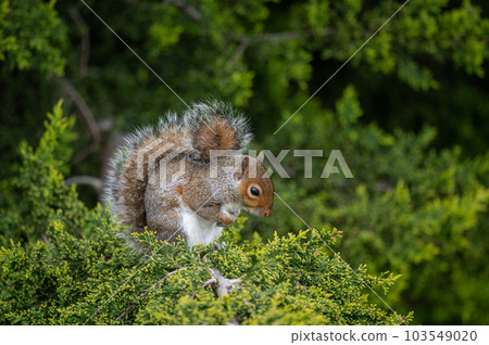 A squirrel sitting in a tree. Squirrel facing half right with paws tucked into its chest. Grey Squirrel (Sciurus carolinensis) in Beckenham, Kent, UK. Landscape image 103549020
