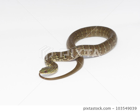 Sakishima Green Snake Baby Snake 103549039