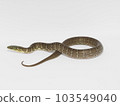 Sakishima green snake 103549040