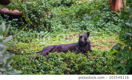 Portrait of black leopard tiger sit and relax in forest 103549116