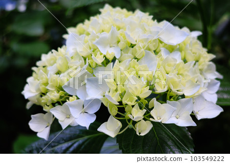 hydrangea 103549222