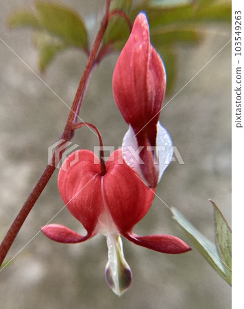 Bleeding flower buds close-up 103549263