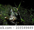 Ryujin giant centipede that preys on mitten crab 103549449