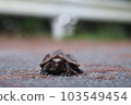 A juvenile Ryukyu black-breasted turtle standing on the road 103549454