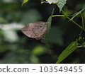 A butterfly mimicking a dead leaf on a leaf 103549455