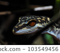 Close-up of the face of Kuroiwa gecko 103549456