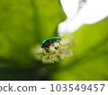 Seven-spotted stinkbug sucking nectar from flowers 103549457