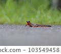 Okinawa newt walking on the road 103549458