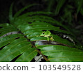 Sakishima green tree frog resting on Ryubintai 103549528