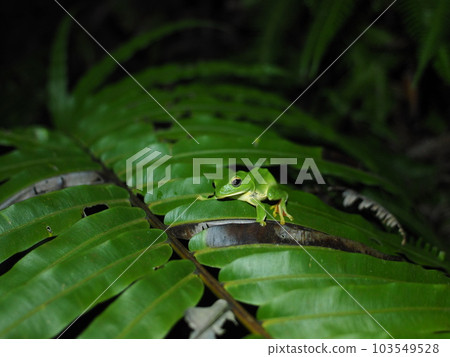 Sakishima green tree frog resting on Ryubintai Sakishima green tree frog resting on Ryubintai 103549528