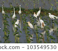 A herd of cattle egrets and little egrets in a taymo field 103549530