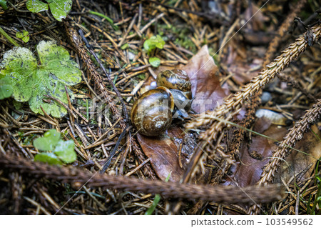 Natural scenery, Polana mountains, Slovakia 103549562