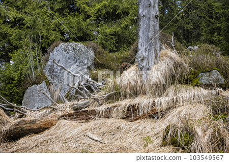 Natural scenery, Polana mountains, Slovakia 103549567