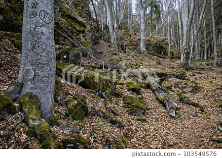 Natural scenery, Polana mountains, Slovakia Natural scenery, Polana mountains, Slovakia 103549576