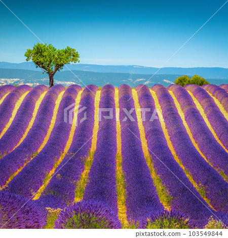 Single tree and lavender rows on the slope, Provence, France 103549844
