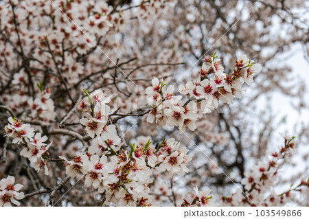 Beautiful almond tree blooming 103549866