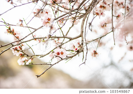 Beautiful almond tree blooming 103549867