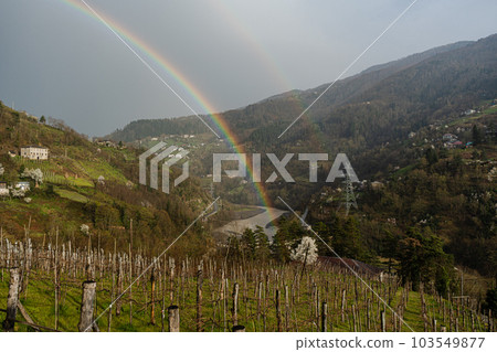 Rainbow over the vineyard 103549877