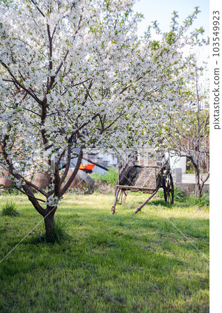 Old wooden dray in the garden 103549923