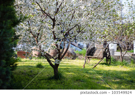 Old wooden dray in the garden 103549924