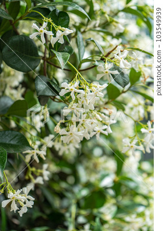 White flowers of Jasmine plant White flowers of Jasmine plant 103549939