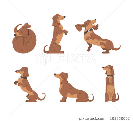 Dachshund or Badger Dog as Short-legged and Long-bodied Hound Breed with Collar Vector Set Dachshund or Badger Dog as Short-legged and Long-bodied Hound Breed with Collar Vector Set 103550092