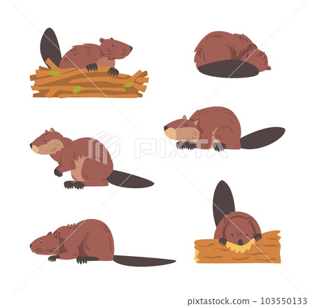 Beaver Semiaquatic Rodent with Brown Fur and Long Snout Vector Set 103550133