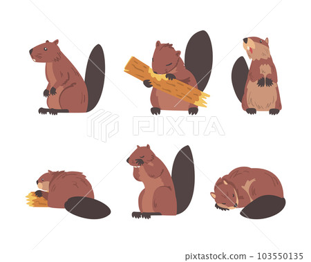 Beaver Semiaquatic Rodent with Brown Fur and Long Snout Vector Set Beaver Semiaquatic Rodent with Brown Fur and Long Snout Vector Set 103550135