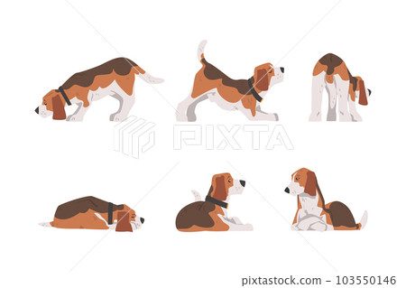 Beagle Dog as Scent Hound Breed with Brown Marking and Large Long Ears Vector Set Beagle Dog as Scent Hound Breed with Brown Marking and Large Long Ears Vector Set 103550146