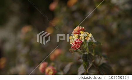 SLow motion shot of Lantana plant in spring 103550334