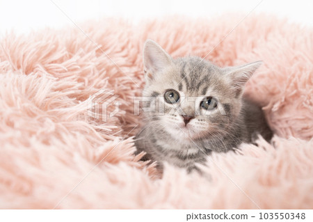 Scottish fold kitten in bed Scottish fold kitten in bed 103550348