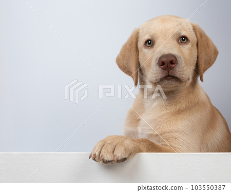 Headshot of labrador puppy 103550387