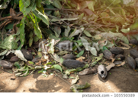 Bad cacao pods in farm field Bad cacao pods in farm field 103550389