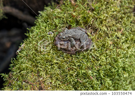 couple of common toads in amplexus among moss couple of common toads in amplexus among moss 103550474
