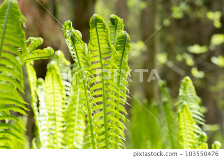 natural spring background, sprouts of ostrich fern close-up 103550476