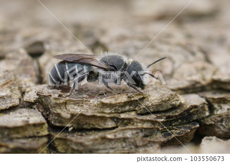 Closeup on the small black and white colored masonn bee, Osmia submicans on wood 103550673
