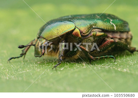 Closeup on a colorful green metallic rose chafer beetle, Cetonia aurata on a green leaf 103550680