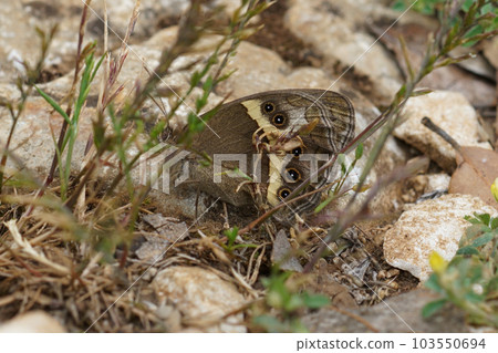 Closeup on a camouflaged Spanish Gatekeeper buttefly, Pyronia bathseba, hiding in the vegetation Closeup on a camouflaged Spanish Gatekeeper buttefly, Pyronia bathseba, hiding in the vegetation 103550694