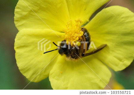 Closeup on a female mining bee, Andrena on a yellow common rock-rose, Helianthemum nummularium , flower 103550721